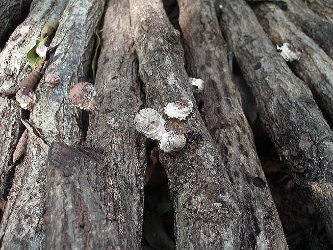 しいたけは小径木から生え始めてくる